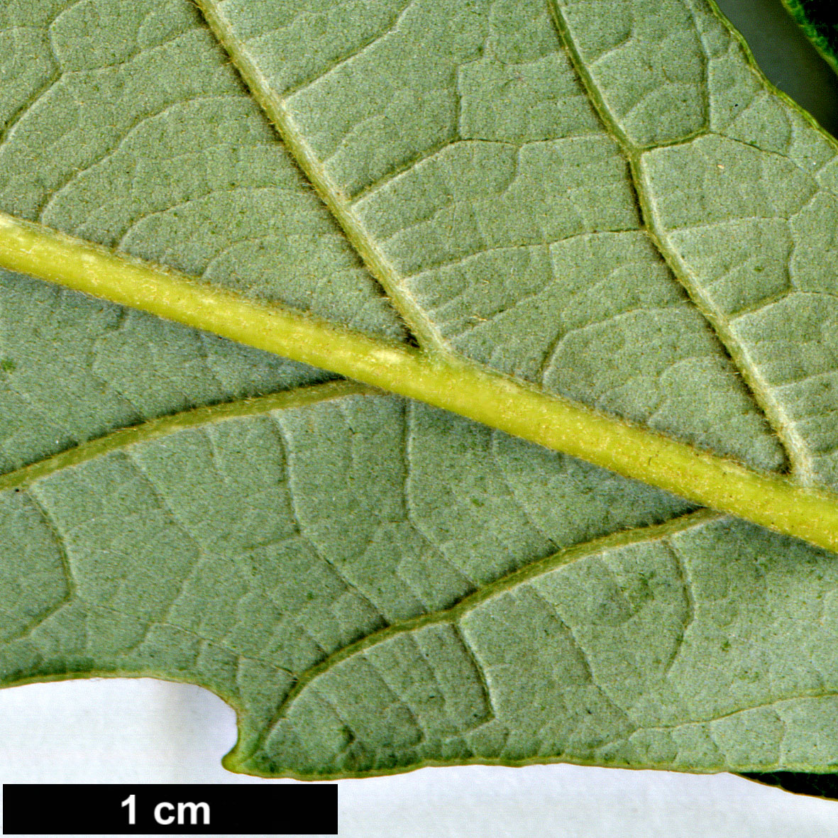 High resolution image: Family: Fagaceae - Genus: Quercus - Taxon: dentataSpeciesSubType: Intraspecific - SpeciesSub: subsp. yunnanensis